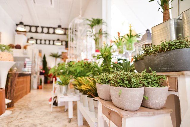 An Image of A Flower Shop With Green Plants