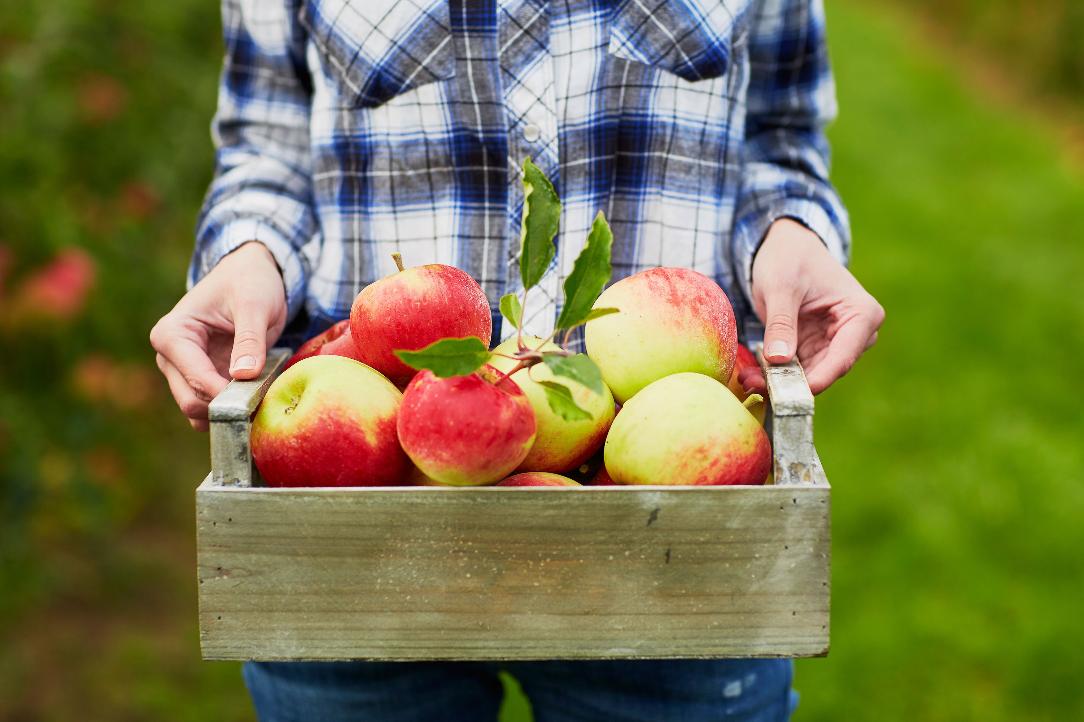 Apples U-Pick 1/2 Bushel Bag