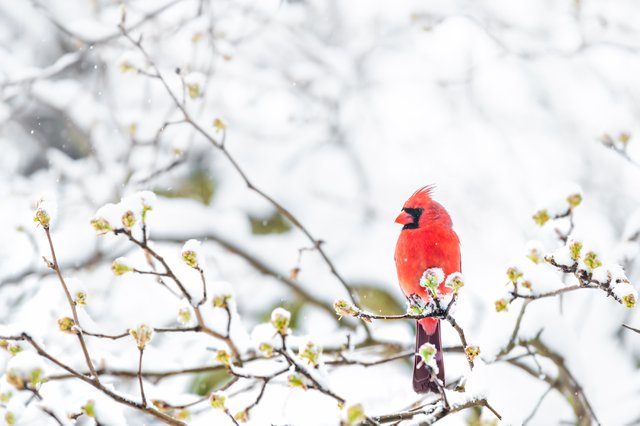 Winter Birding in the Berkshires.jpg