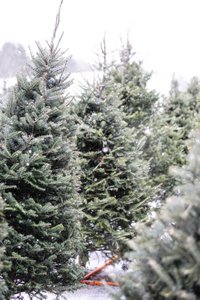 Christmas Trees-1.jpg