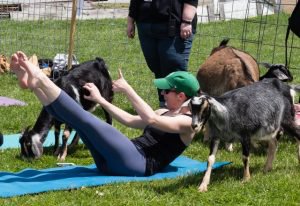 Goat Yoga At Hancock Shaker Village